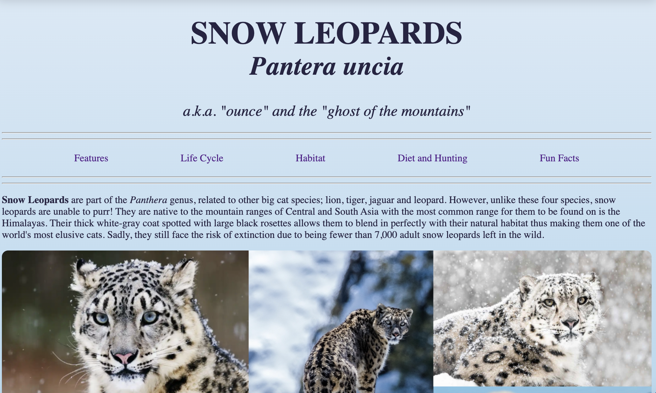 Snow Leopard